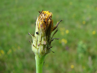 Hypochaeris radicata flower