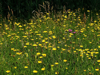 Hypochaeris radicata