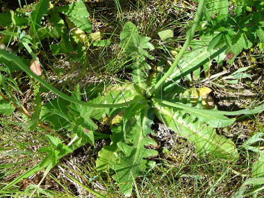 catsear leaves