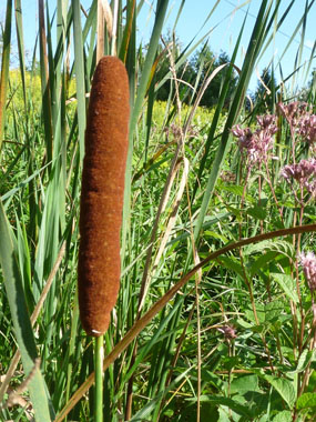 cattail picture