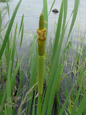 cattail reproductive