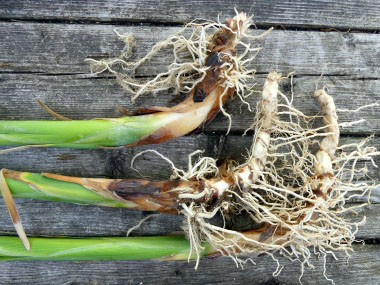cattail root rhizomes