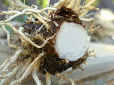 cattail root