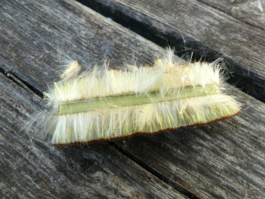 cattail seedhead