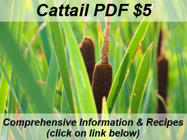 cattails heads