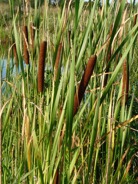 cattails image