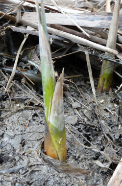 new cattail growth