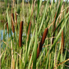 Cattail