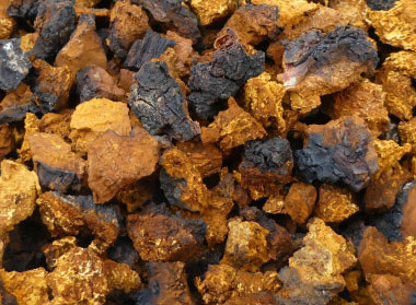 Inonotus obliquus chunks