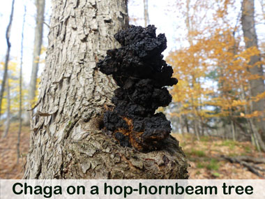 chaga hop hornbeam