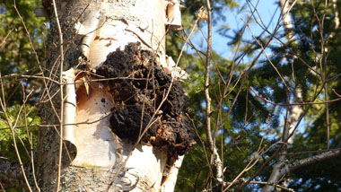 chaga on birch