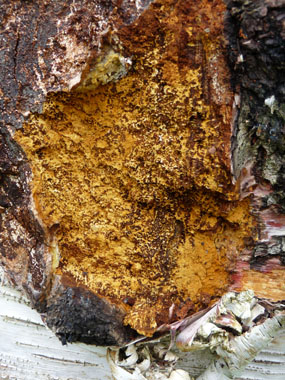 chaga