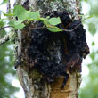 Chaga