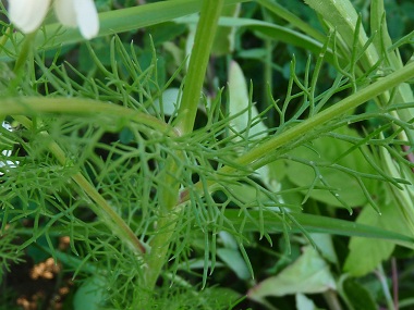 Matricaria recutita leaves