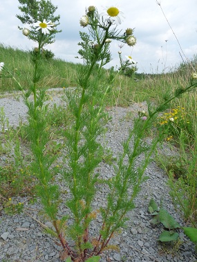 Matricaria recutita plant