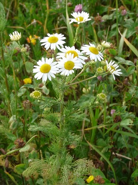 chamomile flowers