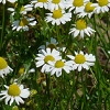 Chamomile