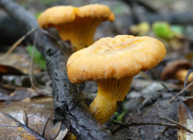 Cantharellus cibarius