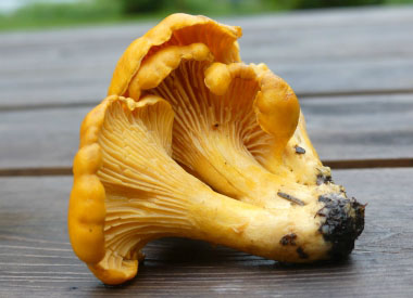 chanterelle gills