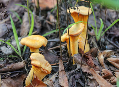 chanterelle mushrooms