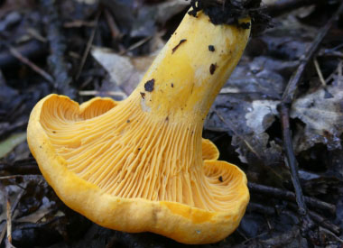 chanterelle stem