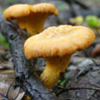 Chanterelles