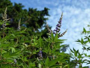 Vitex agnus castus