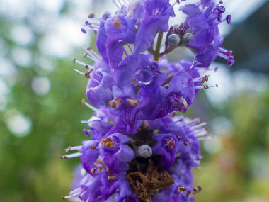 chaste tree flowers