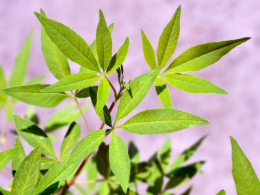 chaste tree leaves