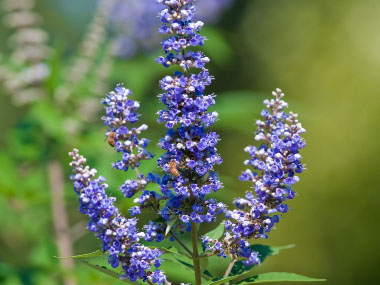 vitex agnus castus flowers