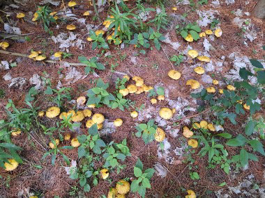 suillus americanus