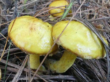 white pine bolete caps