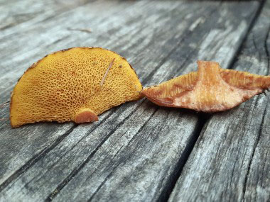 white pine bolete