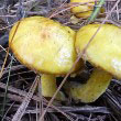 Chicken Fat Mushroom