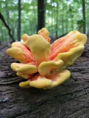 Laetiporus sulphureus