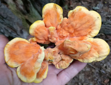 chicken of the woods new growth