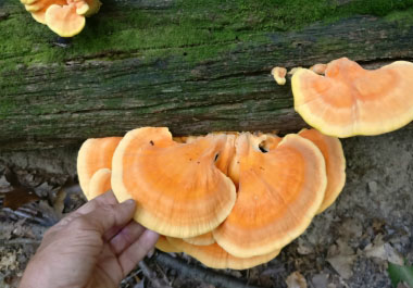 chicken of the woods on log
