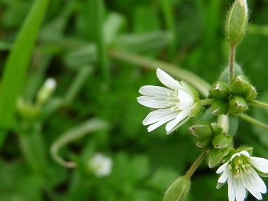 chickweed flower