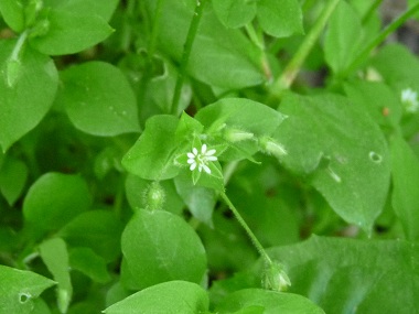 chickweed leaves