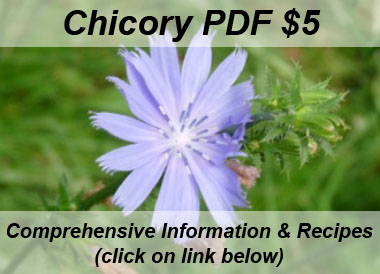 PDF chicory