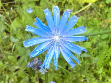 chicory flower