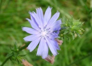 chicory picture