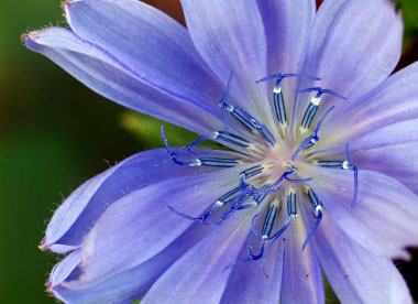 chicory stamens