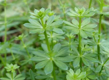 cleavers plants