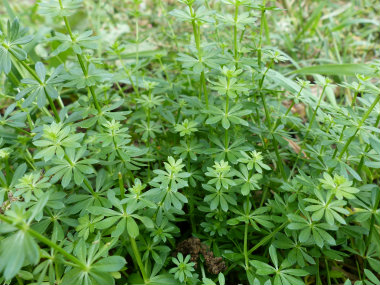 cleavers