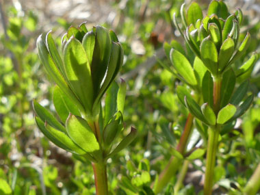 young cleavers