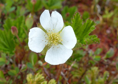 cloudberry flower
