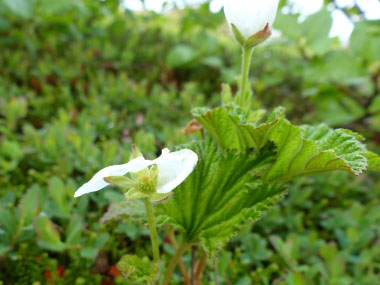 cloudberry leaves 2