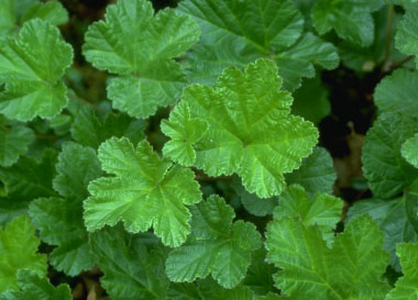 cloudberry leaves