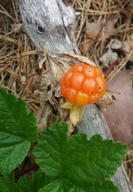 cloudberry